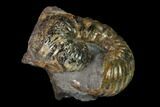 Rare, Scaphites Heteromorph Ammonite - Kansas #136440-1